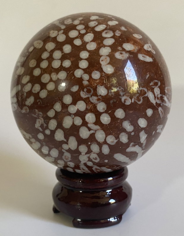 Coral Fosilizat - Sfera piatra semipretioasa