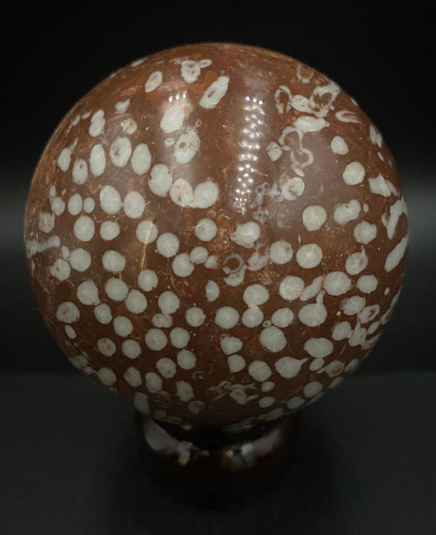 Coral Fosilizat - Sfera piatra semipretioasa