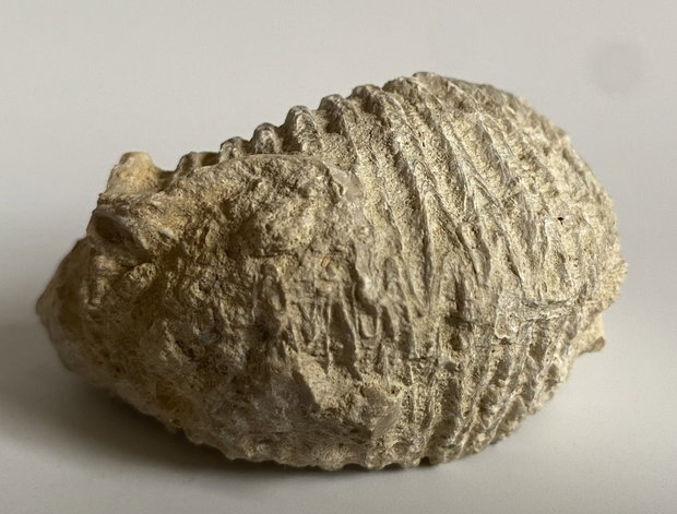 Fosila Stridie - Specimen natural