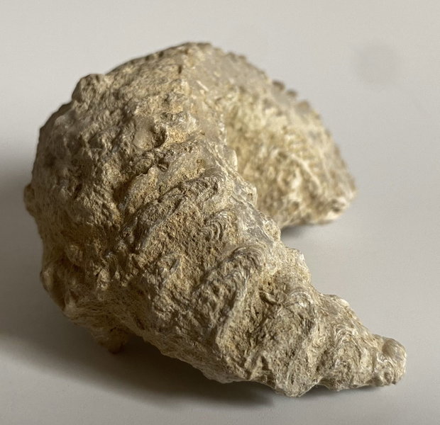 Fosila Stridie - Specimen natural