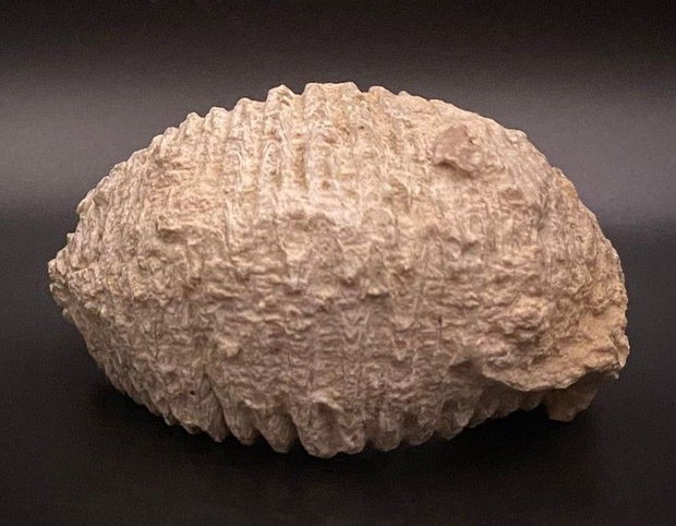 Fosila Stridie - Specimen natural