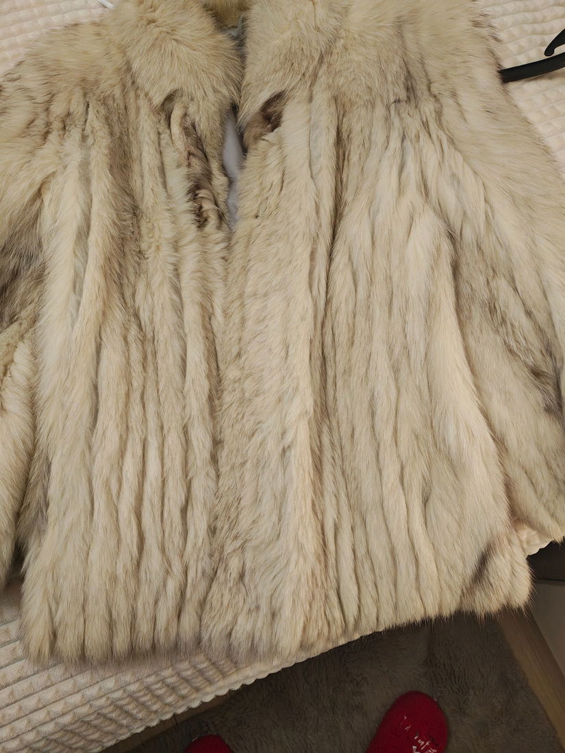 Haina blana vulpe polara