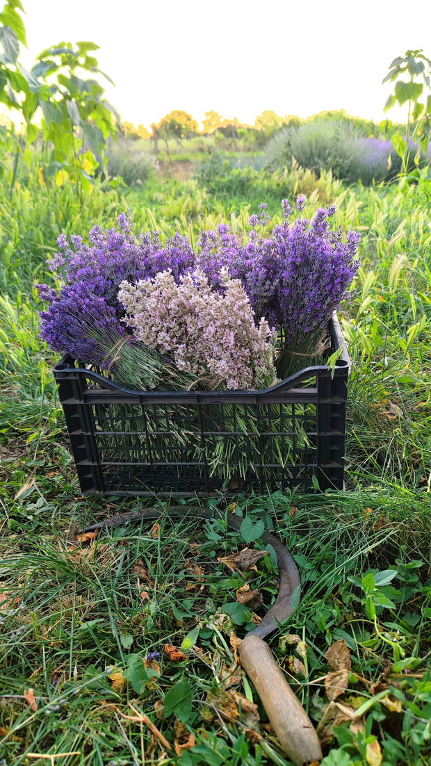 Marturii nunta/botez săculeți din organza si flori de lavanda Lila/Albi