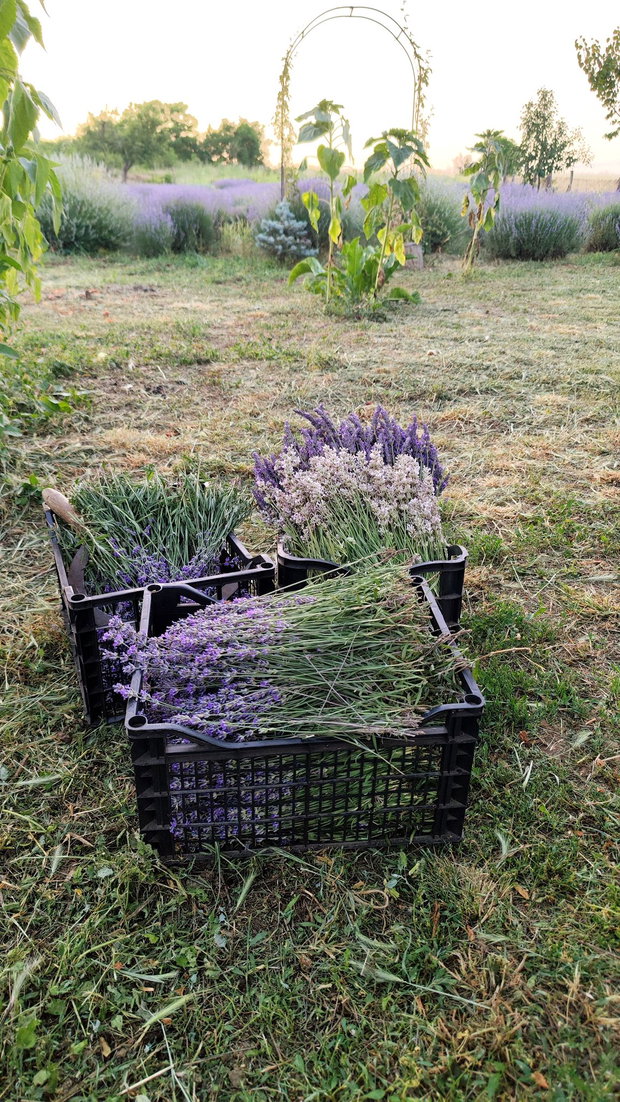 Marturii nunta/botez săculeți din organza si flori de lavanda Lila/Albi