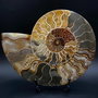 Fosila - Amonit - Specimen sectionat