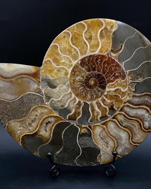 Fosila - Amonit - Specimen sectionat
