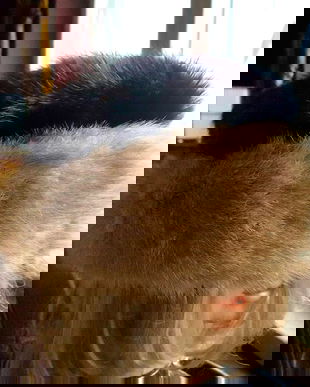 CACIULA DEOSEBITA NURCA NEAGRA SI GRIS MARIME 59/60