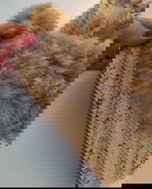 Chloe Camile / Mouton Cork