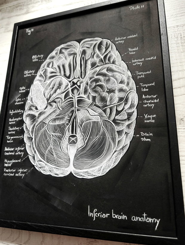 Anatomia Umana - Creierul