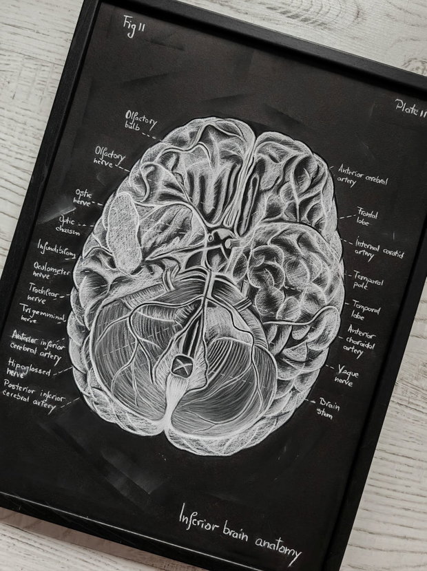 Anatomia Umana - Creierul