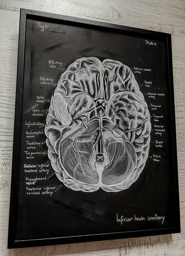 Anatomia Umana - Creierul