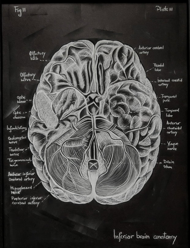 Anatomia Umana - Creierul