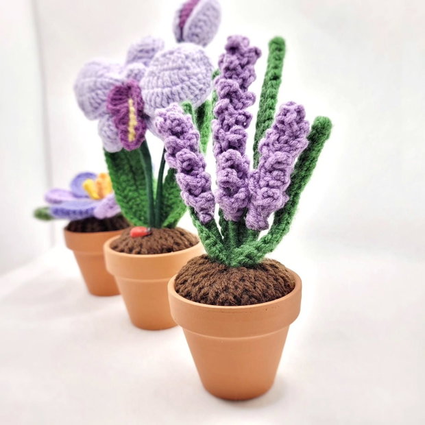 Lavanda in ghiveci