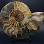 Fosila - Amonit - Specimen sectionat