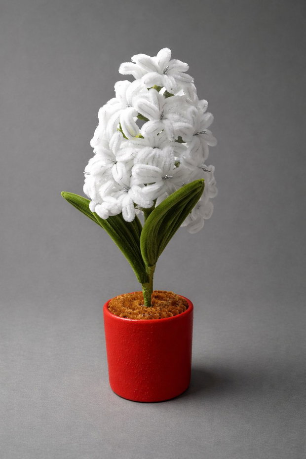 Zambila  in ghiveci