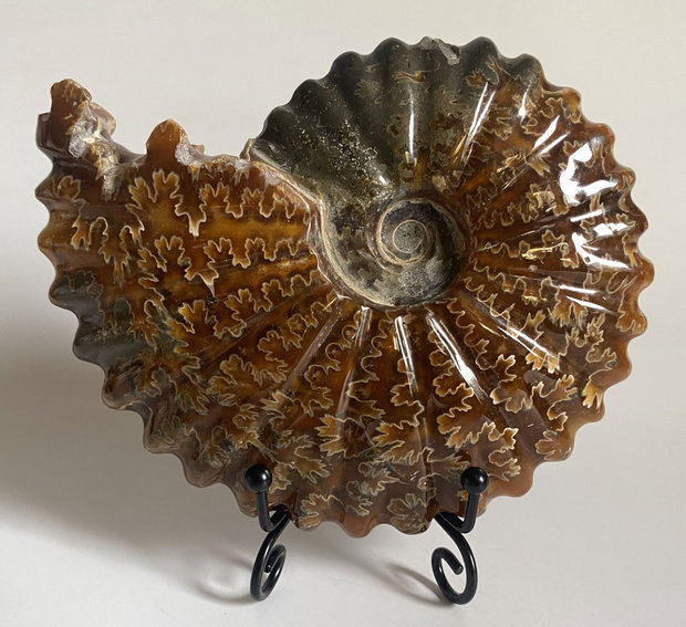 Fosila - Amonit - Specimen intreg