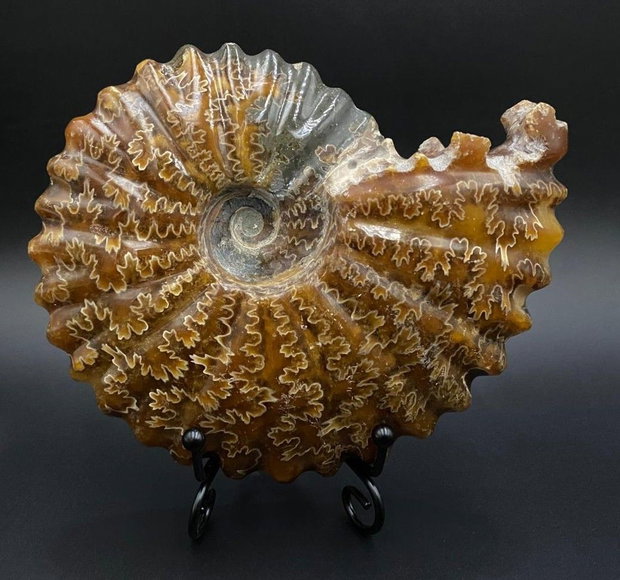 Fosila - Amonit - Specimen intreg