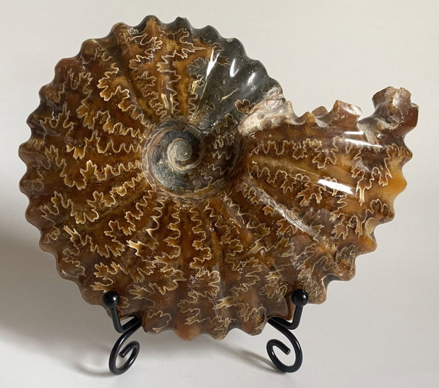 Fosila - Amonit - Specimen intreg