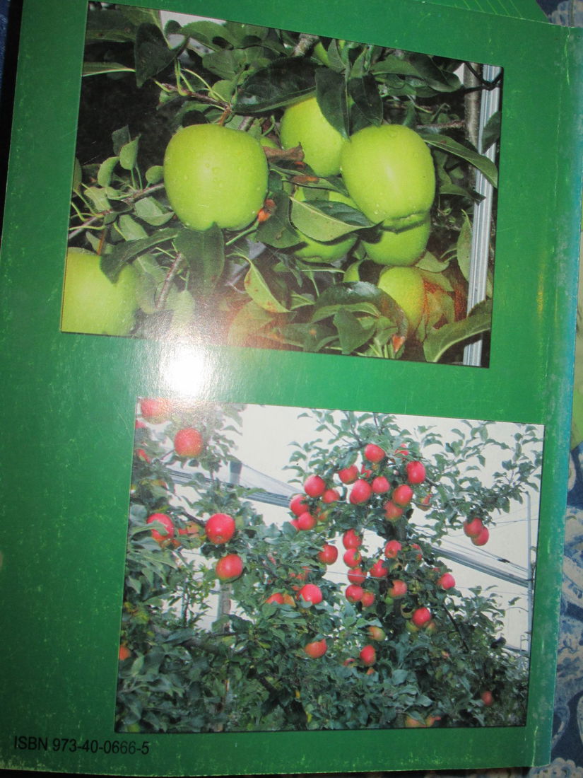 2004 Cultura marului