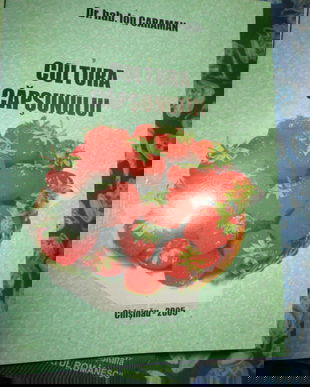 2005 Cultura capsunului