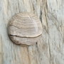 Cabochon picture jasper, 25 mm