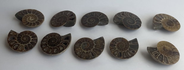 Fosila - Amonit - Specimene mici sectionate