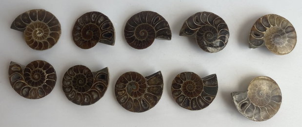 Fosila - Amonit - Specimene mici sectionate