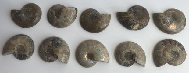 Fosila - Amonit - Specimene mici sectionate
