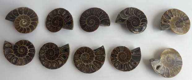 Fosila - Amonit - Specimene mici sectionate
