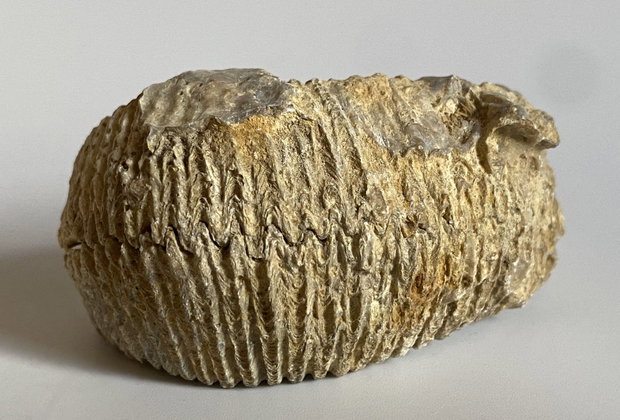 Fosila Stridie - Specimen natural