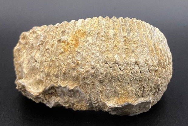 Fosila Stridie - Specimen natural