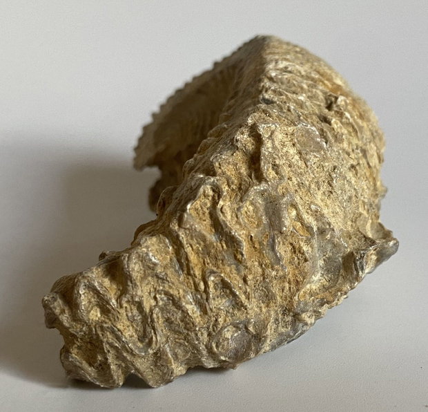 Fosila Stridie - Specimen natural