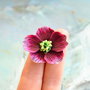 Helleborus visiniu (spanz)- Brosa martisor