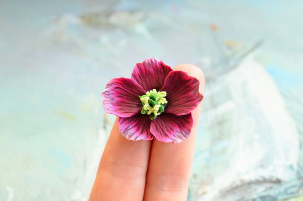 Helleborus visiniu (spanz)- Brosa martisor