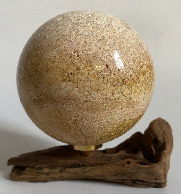 Coral Fosilizat - Sfera piatra semipretioasa