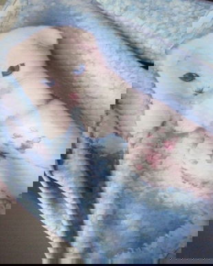 bluza  dame  cu pisicuta M