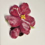 Floare cires japonez impaslita - Brosa