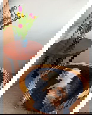 Canapea caine din lemn masiv auriu cu tapiterie albastra