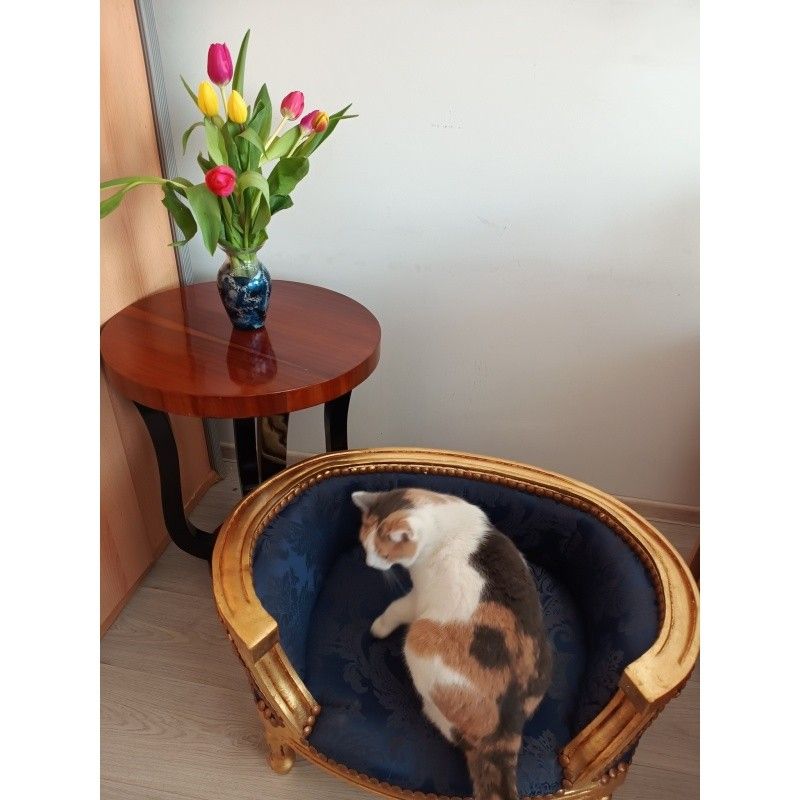 Canapea caine din lemn masiv auriu cu tapiterie albastra