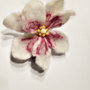 Magnolie impaslita - Brosa