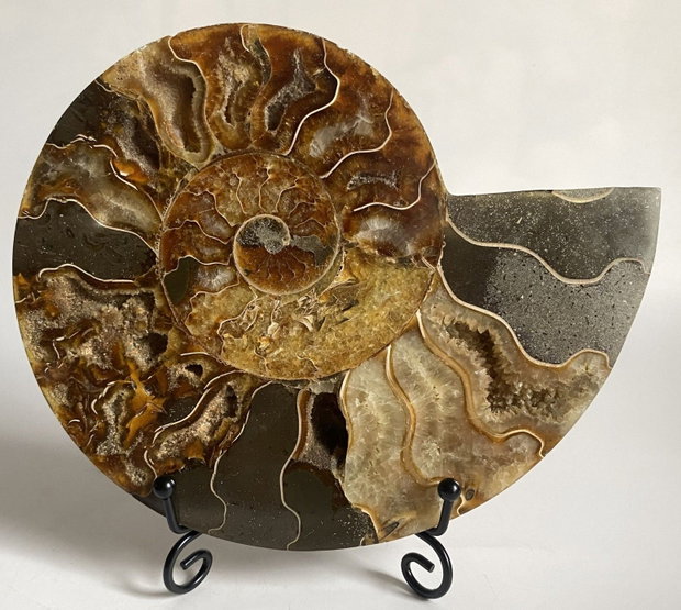 Fosila - Amonit - Specimen sectionat