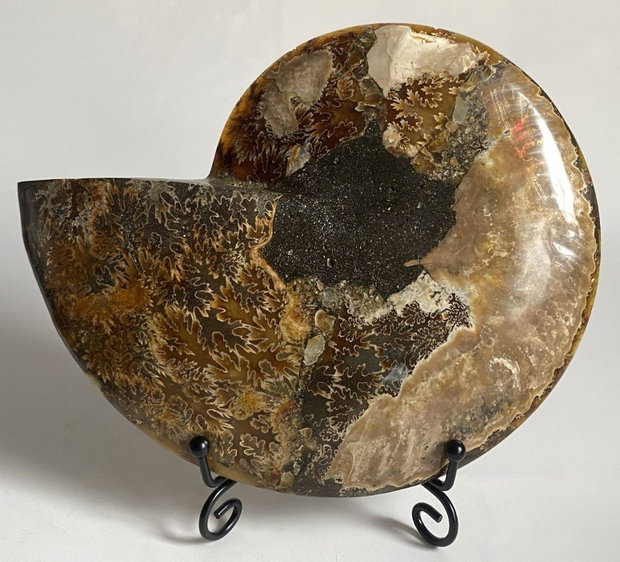 Fosila - Amonit - Specimen sectionat