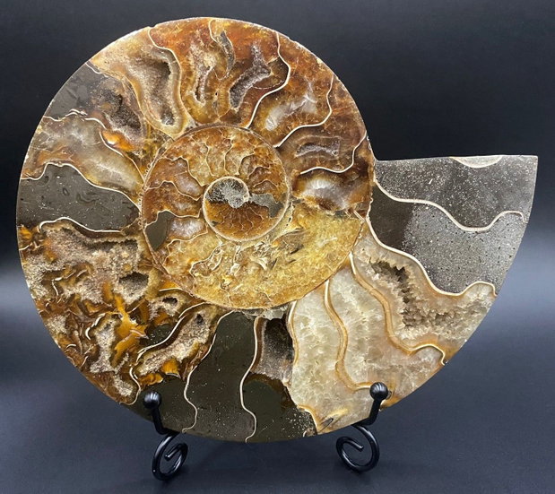 Fosila - Amonit - Specimen sectionat