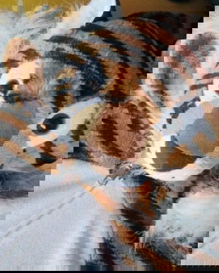 costumatie "tigru" L/XL