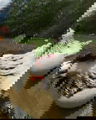 Decoratiuni ceramica, gaini, interior / exterior (2buc)