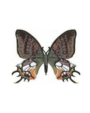 Brosa Fluture Madagascar
