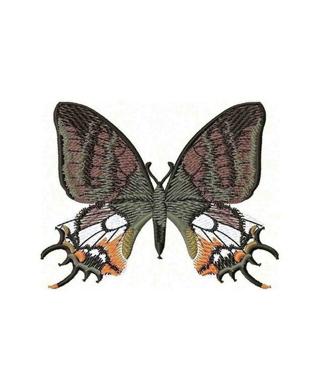 Brosa Fluture Madagascar