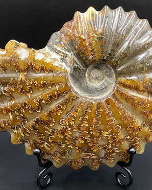 Fosila - Amonit - Specimen intreg