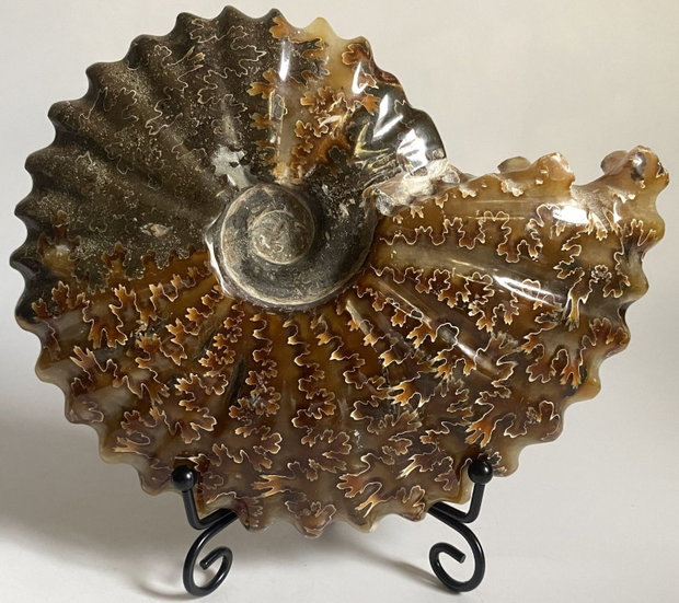 Fosila - Amonit - Specimen intreg