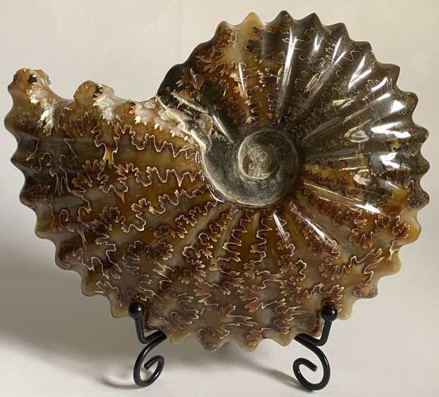 Fosila - Amonit - Specimen intreg